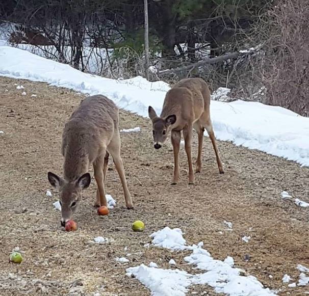 whitetail deer fawns in driveway