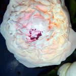 Pale Pink Peony Flower