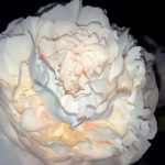 Translucent White Peony Flower