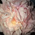 Lovely Pink Peony Flower